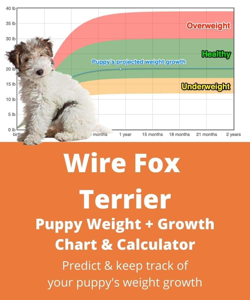 wire-fox-terrier Puppy Weight Growth Chart